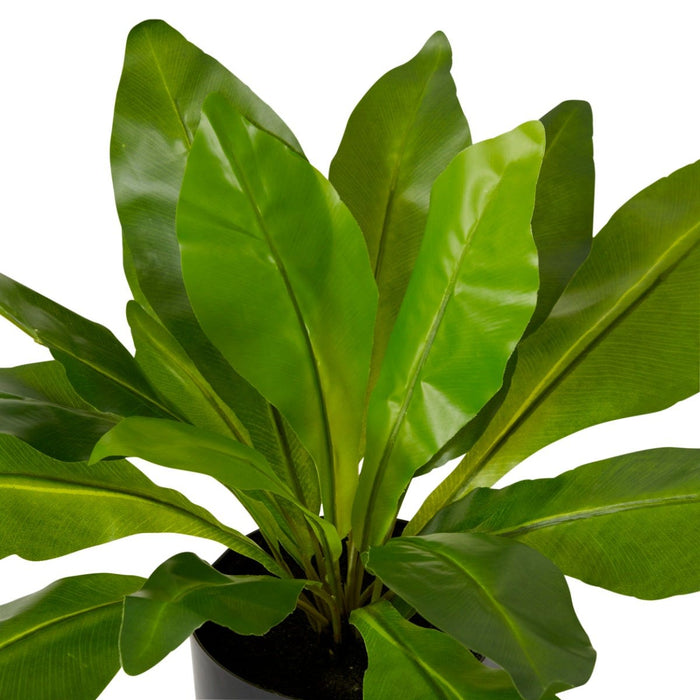 Birds Nest Potted - Green, 32cm (H)