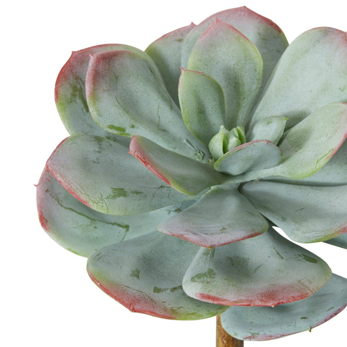 Echeveria Prince Stem Pack Of 12 - Green/Red, 23cm (H)
