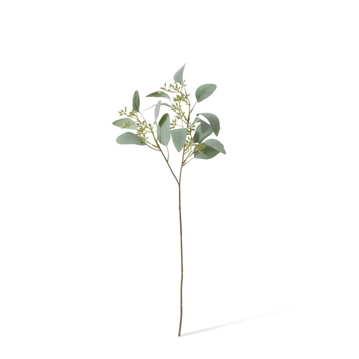Eucalyptus Seeding Spray Pack of 24 - Grey Green, 48cm (H)
