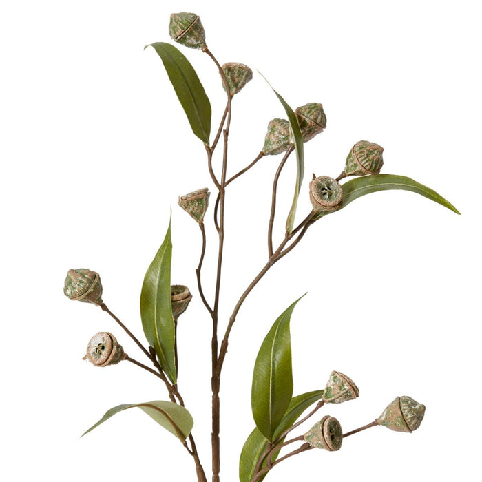 Eucalyptus Gum Nut Stem Pack of 12 - Grey Green, 72cm (H)