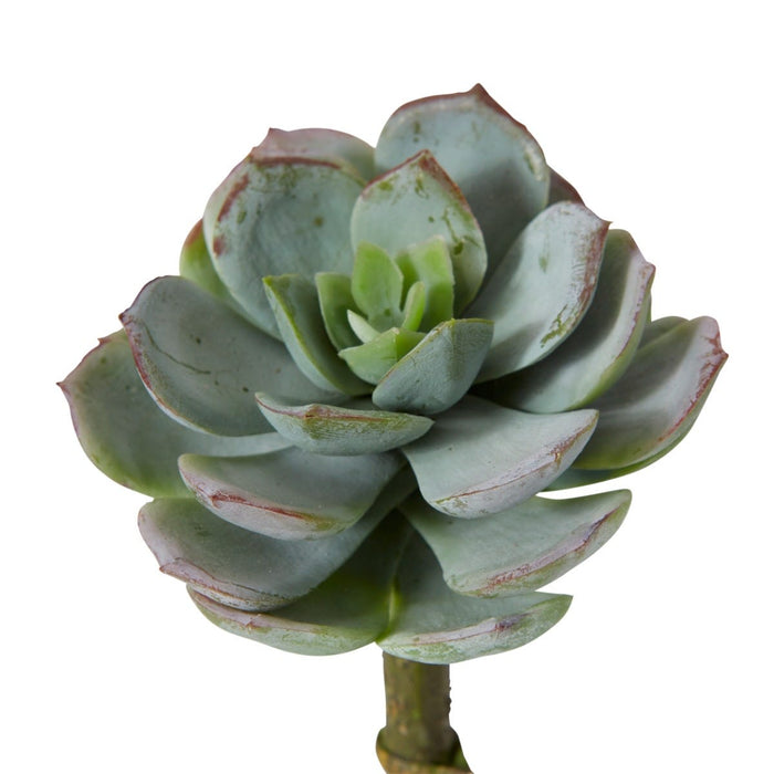 Echeveria Opalina Pick Pack Of 24 - Grey Green, 13cm (H)