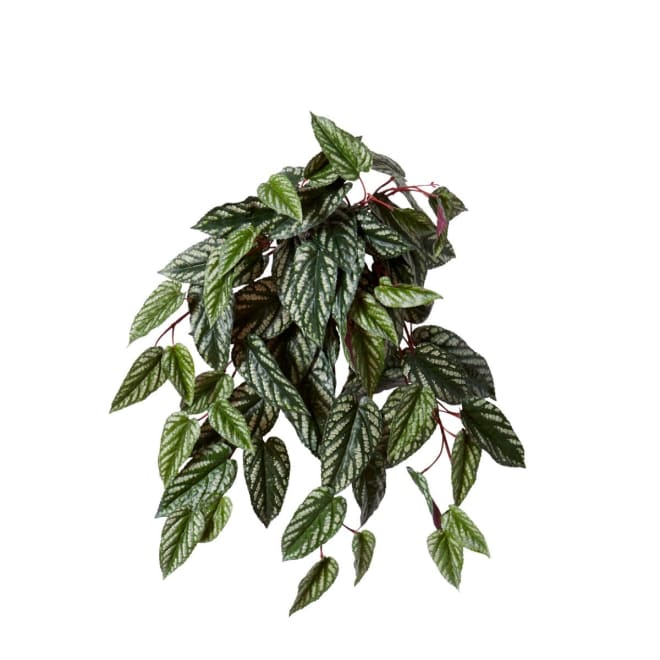 Cissus Hanging Plant Pack of 6 - Variegated, 58cm (H)