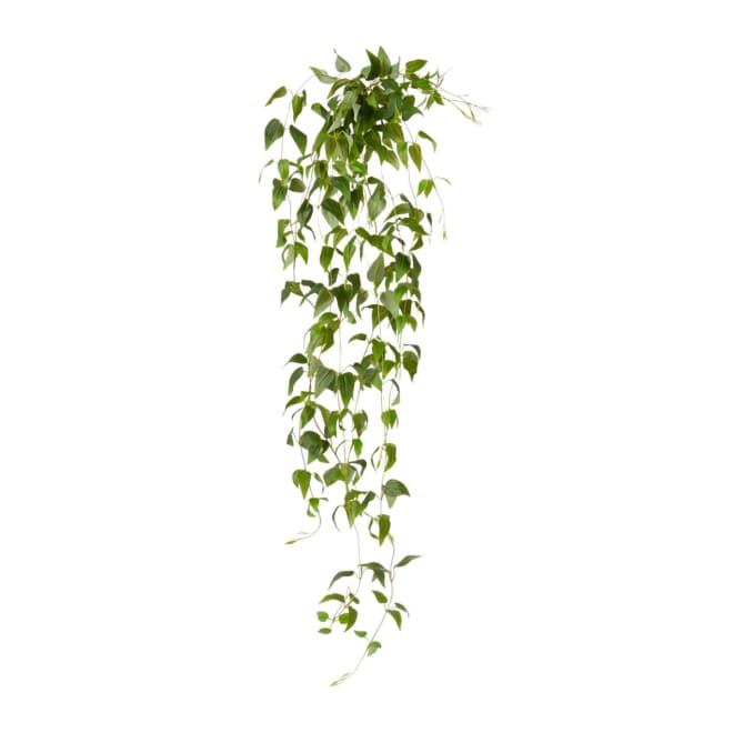 Clematis Hanging Vine Pack Of 12 - Green, 90cm (H)