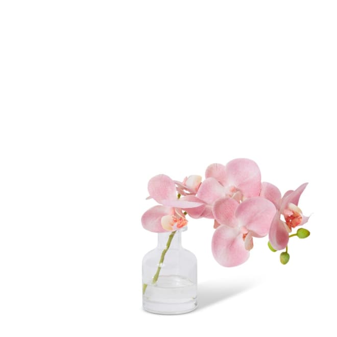 Phalaenopsis Orchid in Vase - Pink, 20cm (H)