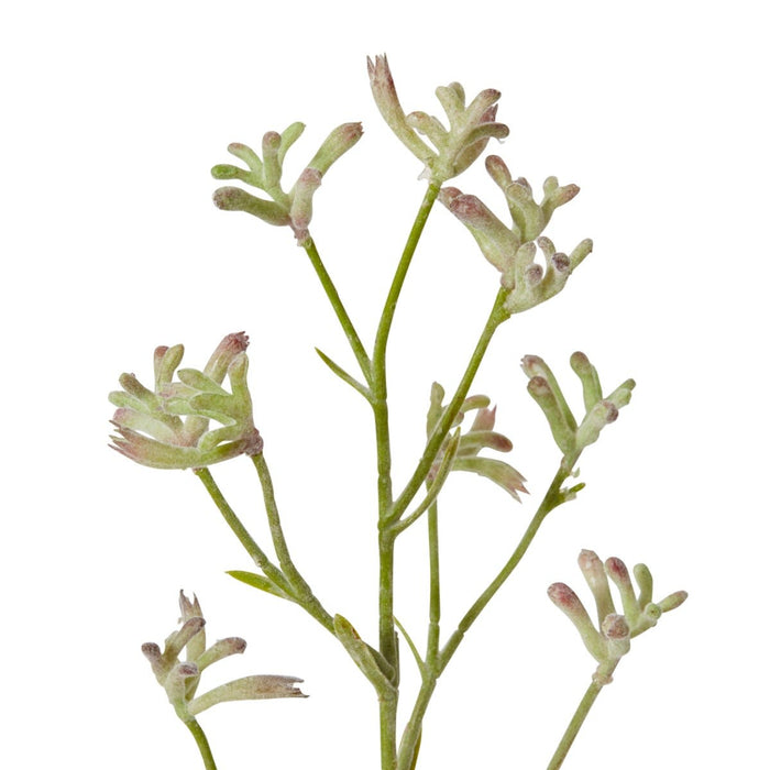 Kangaroo Paw Spray Pack of 12 - Green, 71cm (H)