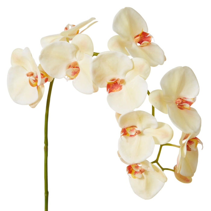 Phalaenopsis Lush Stem Pack Of 8 - Beauty, 97cm (H)