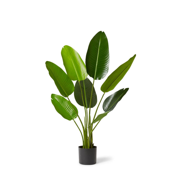 Bird of Paradise Grand - Green, 122cm (H)