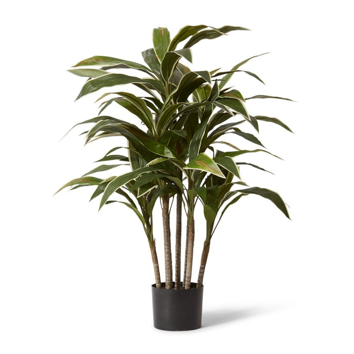 Cordyline Plant Potted - Variegated, 100cm (H)