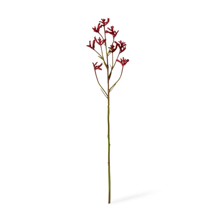 Kangaroo Paw Spray Pack of 12 - Red, 71cm (H)