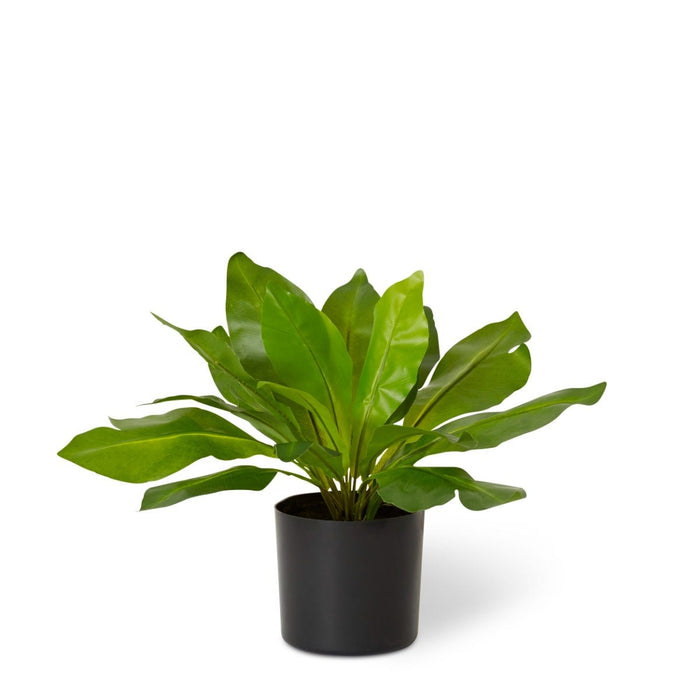Birds Nest Potted - Green, 32cm (H)