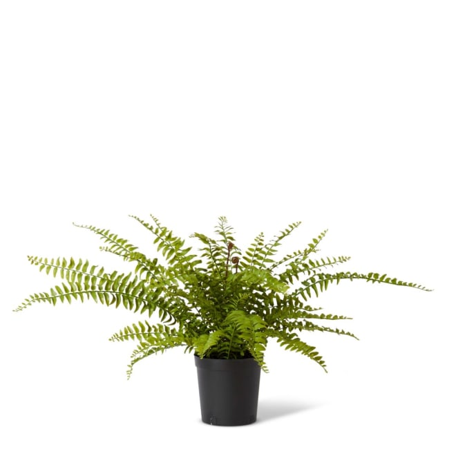 Fern Lush Boston Potted - Green, 61cm (H)