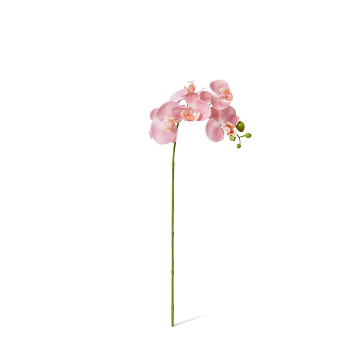 Phalaenopsis Orchid Stem Pack of 12 - Pink, 55cm (H)