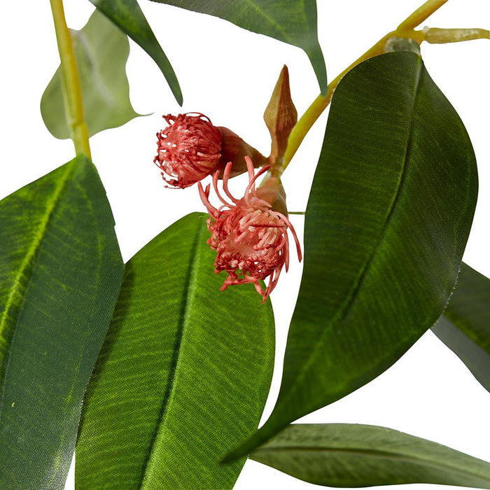 Flowering Eucalyptus Pack of 12 - Red, 75cm (H)