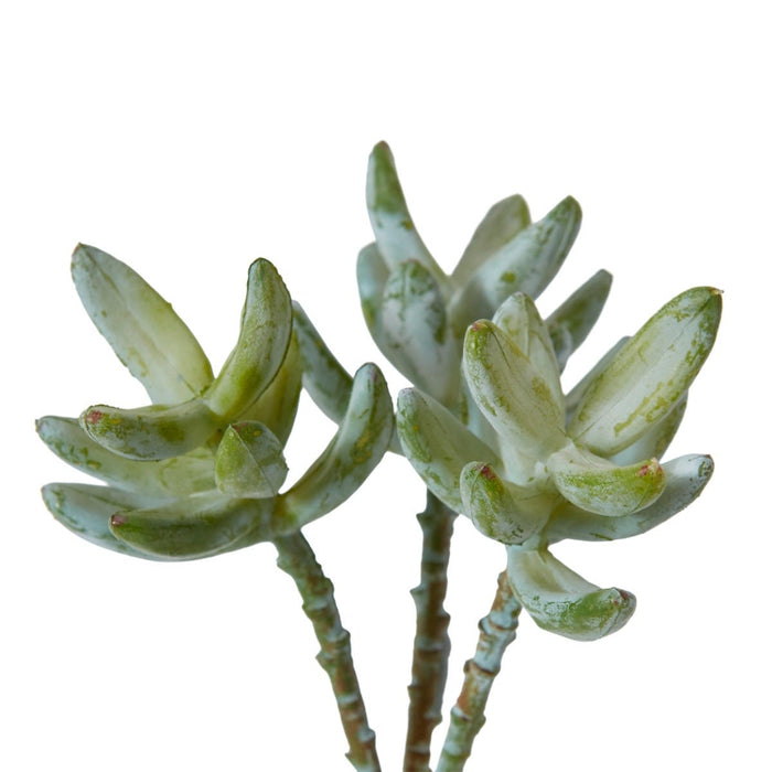 Sedum Nevii Stem Pack Of 12 - Sage, 23cm (H)