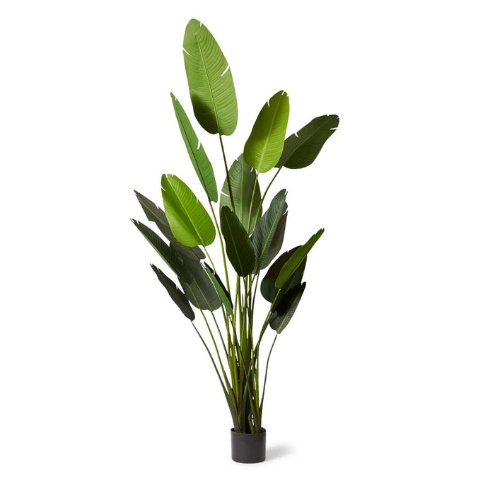 Bird of Paradise - Green, 244cm (H)