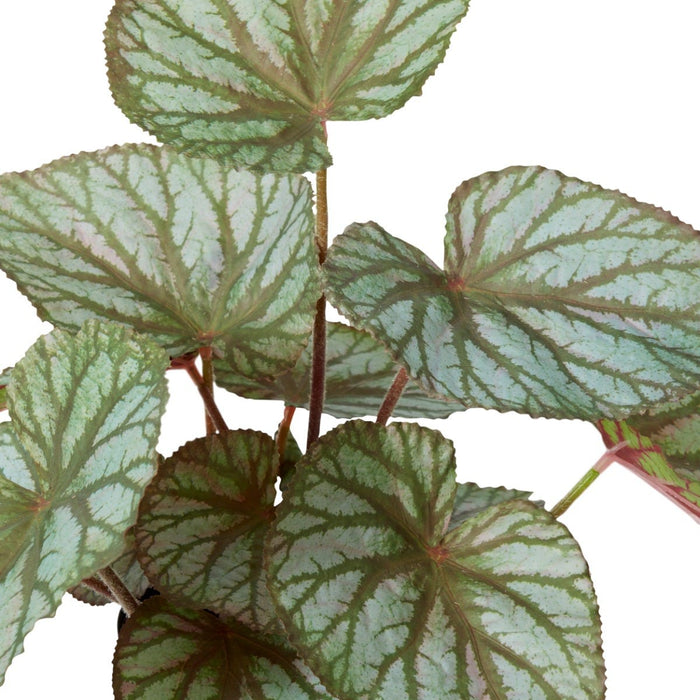 Begonia Re x Potted - Variegated, 47cm (H)