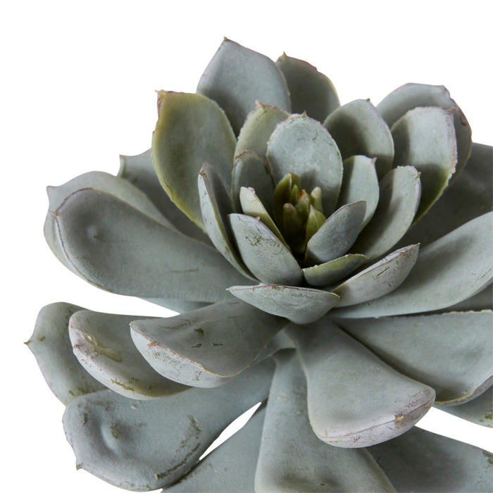 Echeveria Elegans Stem Pack of 6 - Green, 23cm (H)