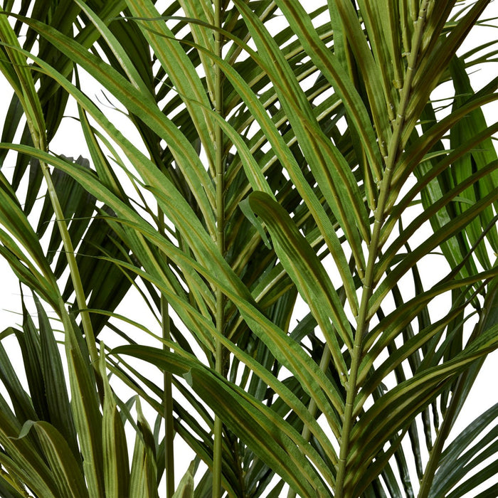 Palm Kentia - Green, 270cm (H)
