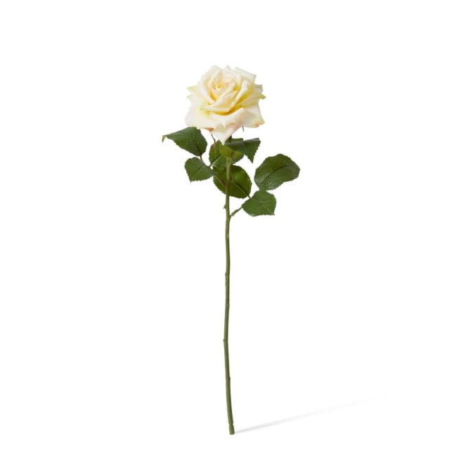 Rose Classic Stem Pack Of 12 - ChampAne, 46cm (H)