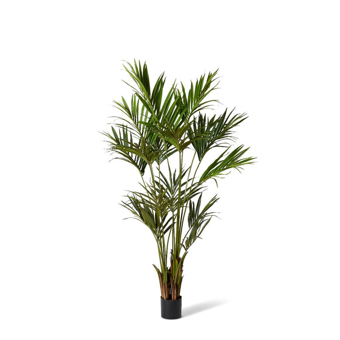 Palm Kentia - Green, 210cm (H)