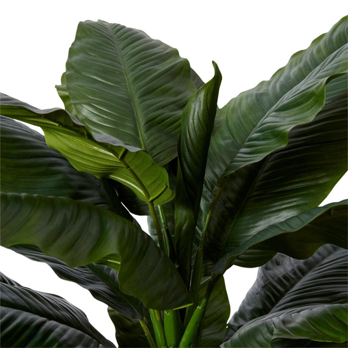 Spathiphyllum Potted - Green, 122cm (H)