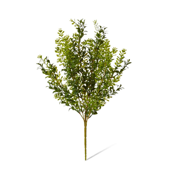Boxwood Seeding Bush (Outdoor) Pack of 12 - Green, 51cm (H)
