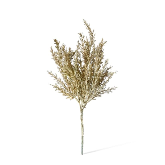 Astilbe Bush Pack Of 12 - Grey, 39cm (H)