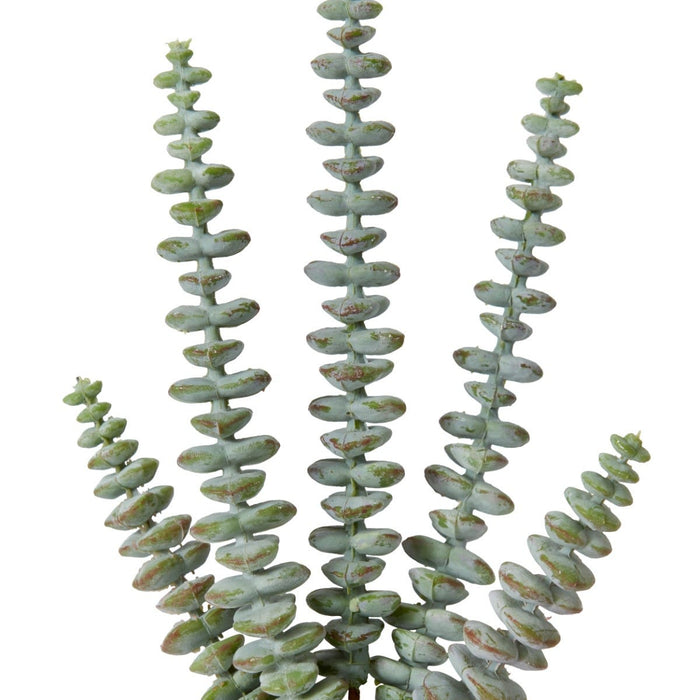 String of Buttons Sedum Stem Pack Of 12 - Grey Green, 25cm (H)