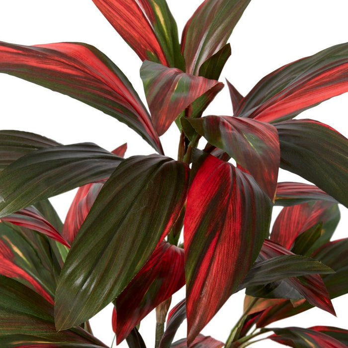 Cordyline Plant Potted - Green Red, 70cm (H)