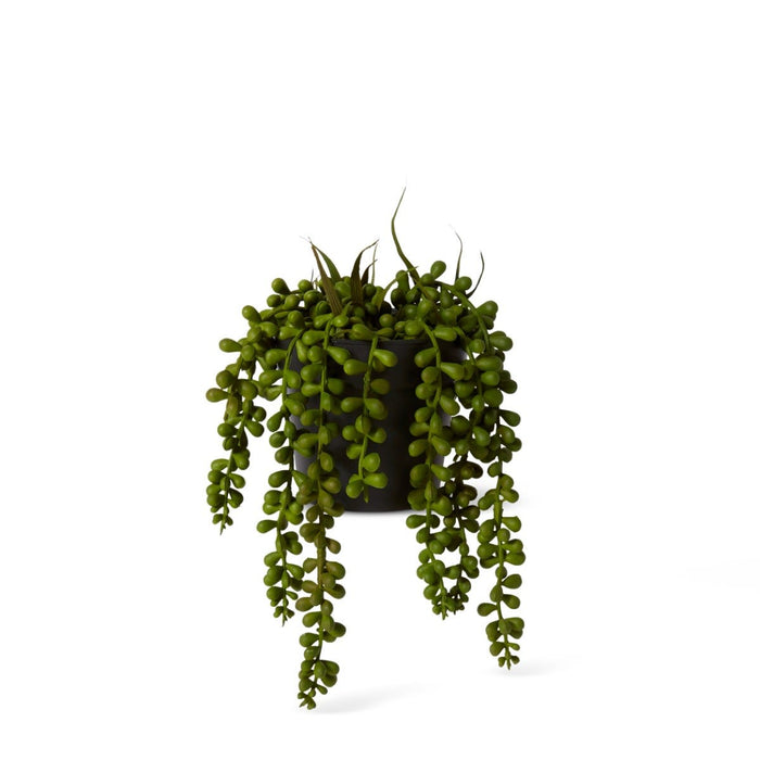 String of Pearls Potted - Green, 23cm (H)