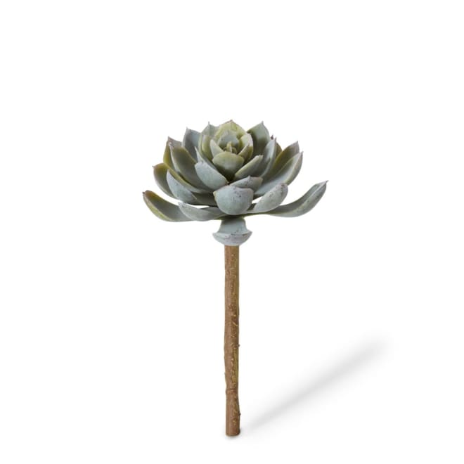Echeveria Elegant Stem Pack Of 24 - Green, 15cm (H)