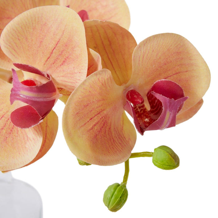 Phalaenopsis Orchid in Vase - Apricot, 20cm (H)