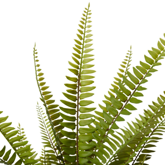 Fern Boston Potted - Green, 51cm (H)