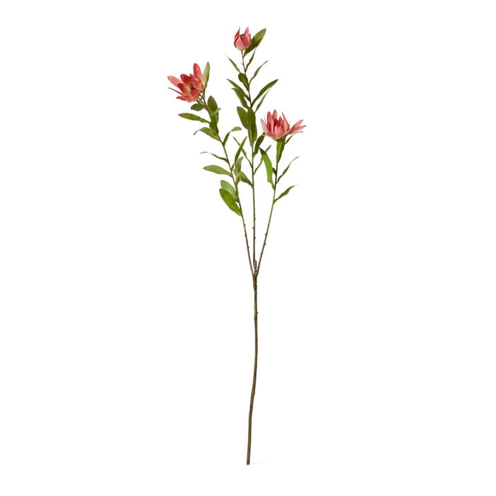 Protea Orientale Spray Pack of 12 - Pink, 99cm (H)