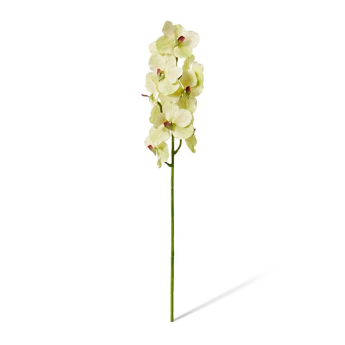 Vanda Orchid Pack of 12 - Green, 80cm (H)