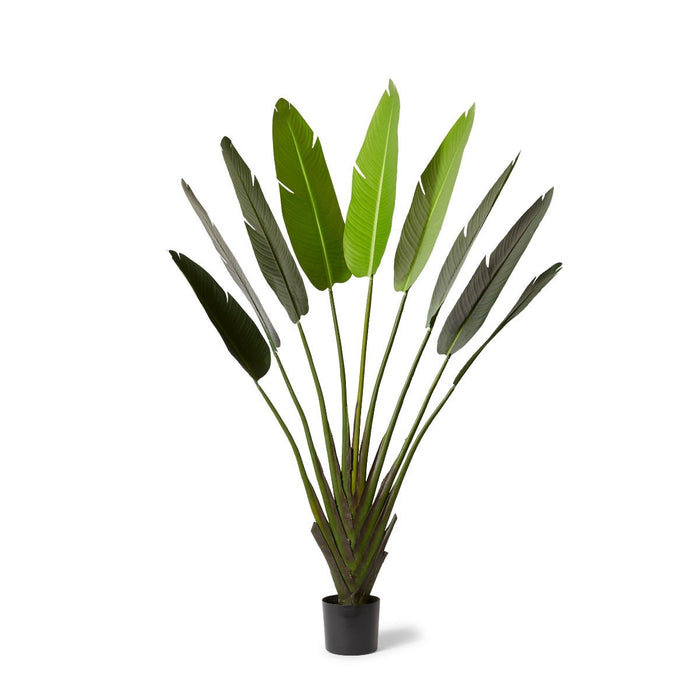 Palm Travellers - Green, 180cm (H)