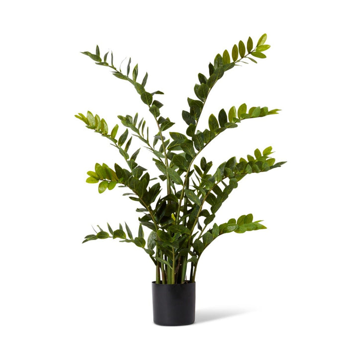Zanzibar Gem Potted - Green/Black, 135cm (H)