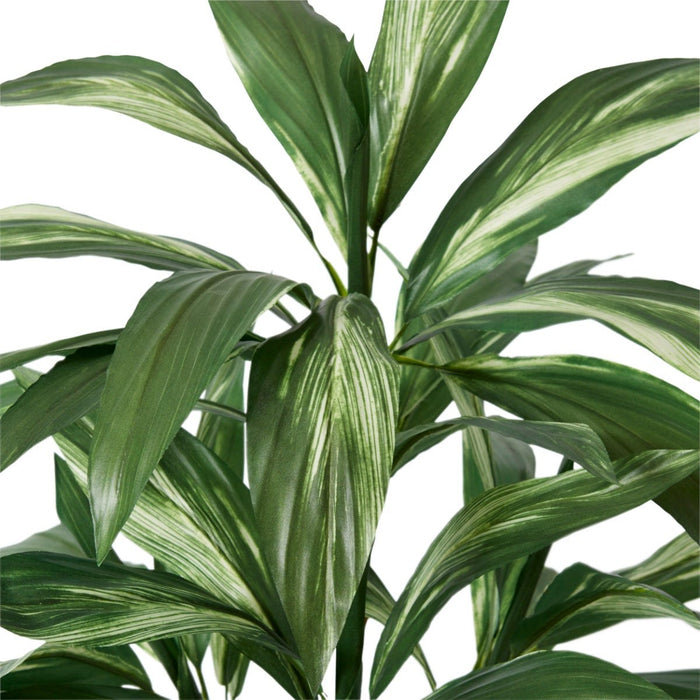Cordyline Plant Potted - Green White, 70cm (H)