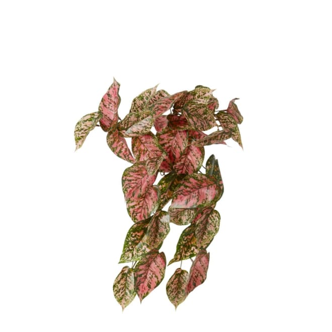 Aglaonema Hanging Plant Pack Of 12 - Green Pink, 40cm (H)