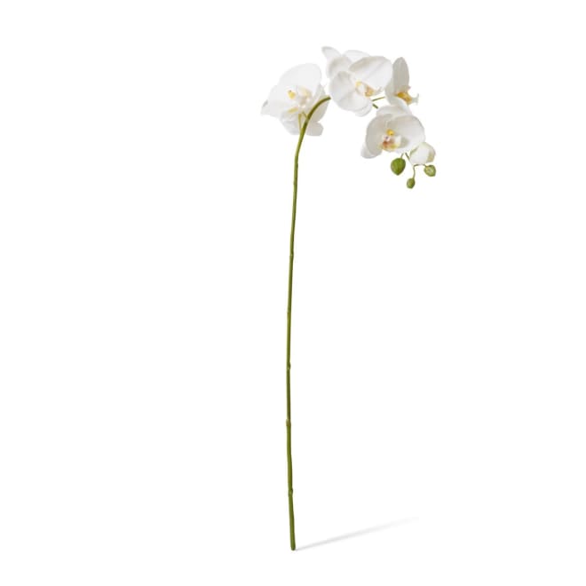 Phalaenopsis Lush Stem Pack Of 12 - White, 78cm (H)