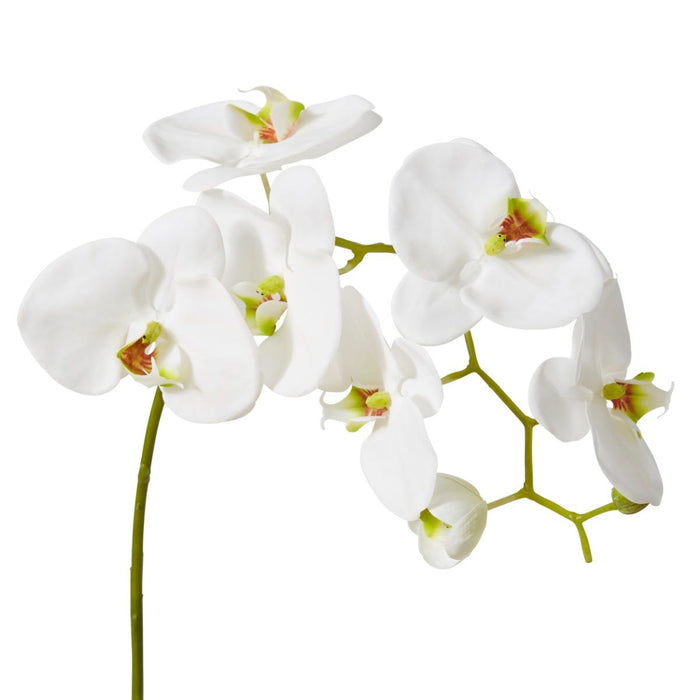 Phalaenopsis Stem Pack of 6 - White, 97cm (H)