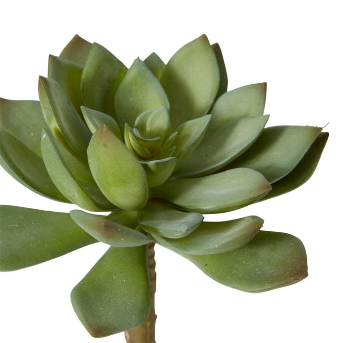 Echeveria Stem Pack Of 12 - Green, 14cm (H)