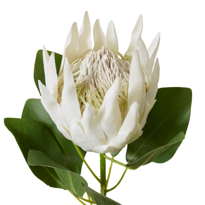 Protea King Stem Pack of 12 - Off White, 74cm (H)