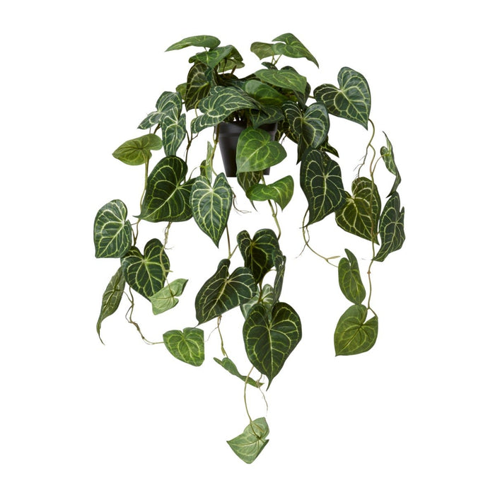 *Anthurium Hanging Plant Potte - Variegated, 84cm (H)
