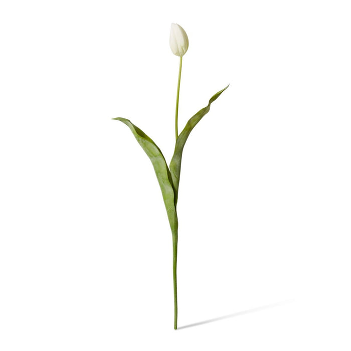 Tulip Stem Pack of 12 - White, 74cm (H)