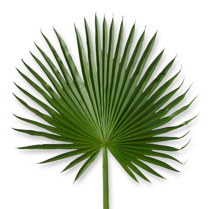 Palm Fan Leaf Pack of 6 - Green, 112cm (H)