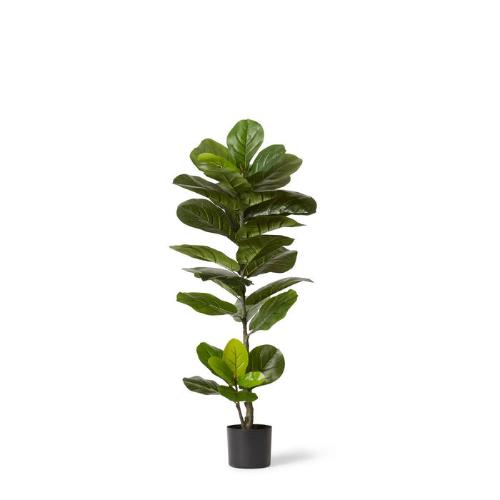 Fiddle Tree - Green, 110cm (H)