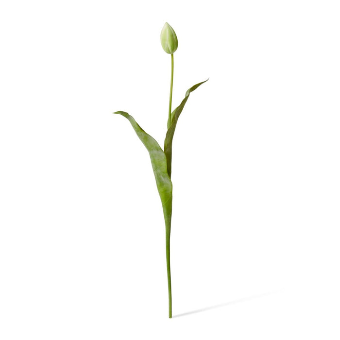 Tulip Stem Pack of 12 - Green, 74cm (H)