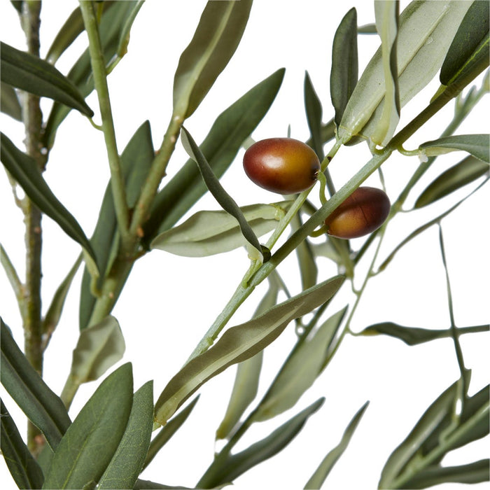 Olive Tree - Grey Green, 200cm (H)