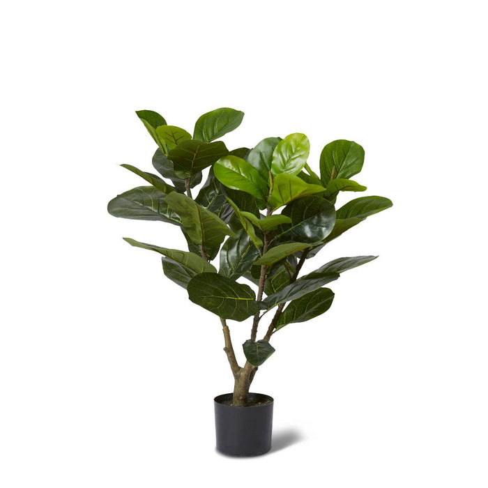 Fiddle Tree - Green, 90cm (H)